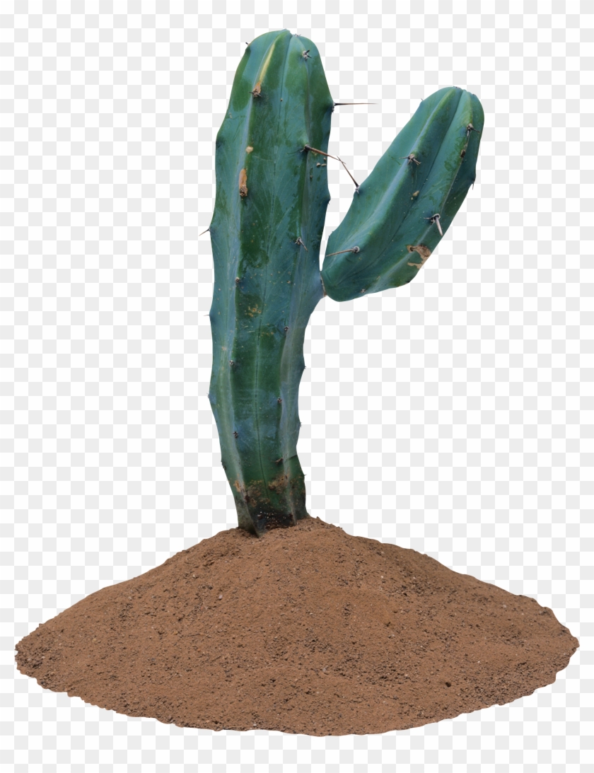 Cactus Png Image - Plantas Que Vivem No Deserto #185190