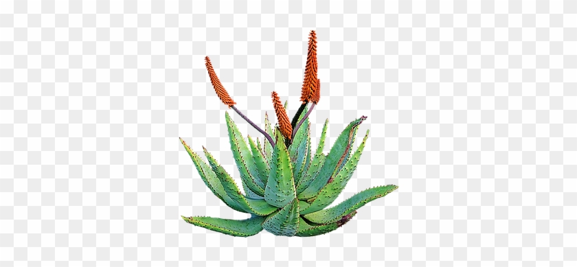 Aloe Vera Plant Medicinal Aloe Vera Aloe V - Aloe Vera #185283