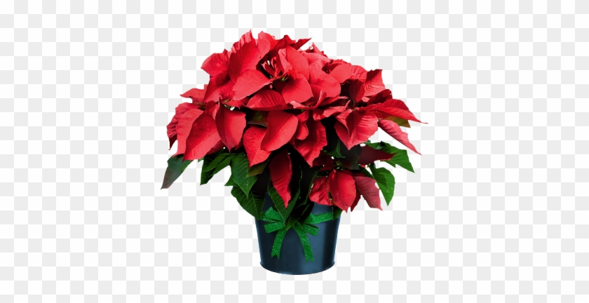 Poinsettia In Pot - Poinsettias Flowers #185321