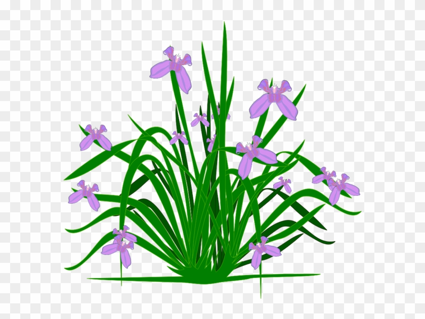 Flower Clipart Flower Plant - Png Plant Iris #185356