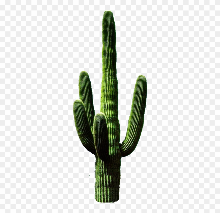 Png Clipart Collection Cactus Image - Cactus Png #185409