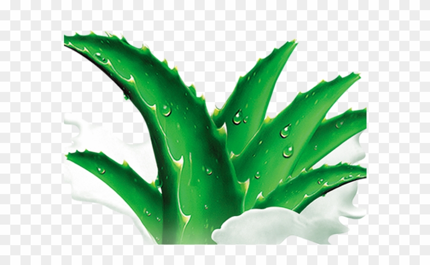 Aloe Agave Clip Art - Aloe Agave Clip Art #185451