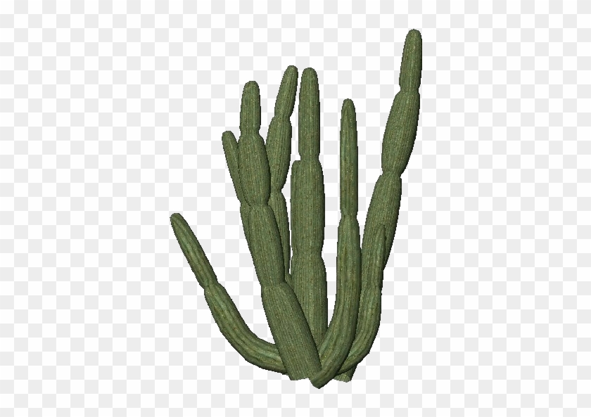 Cactus Transparent Png Images Free Download Organ Pipe - Organ Pipe Cactus Png #185443