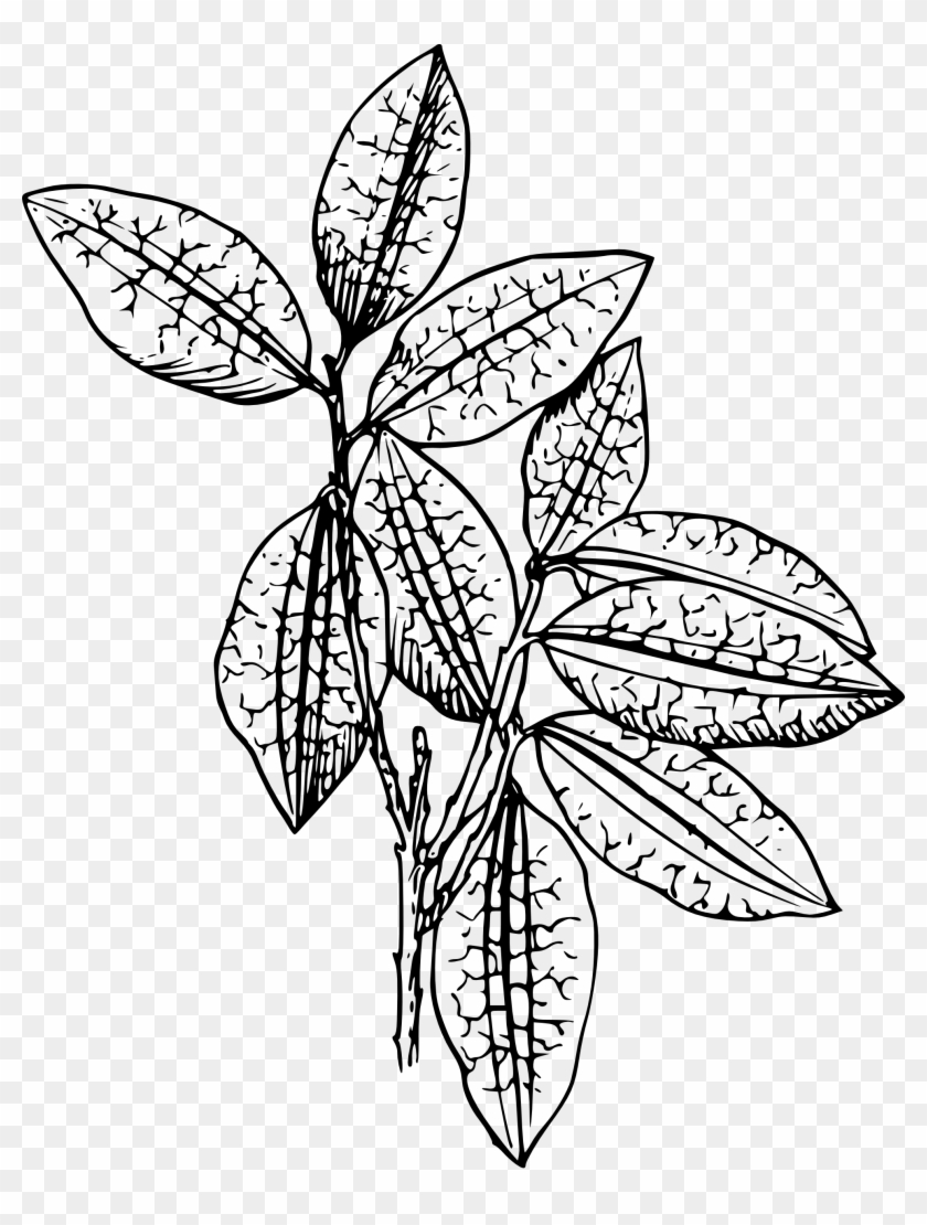 Coca - Clipart - Plant Clip Art #185453