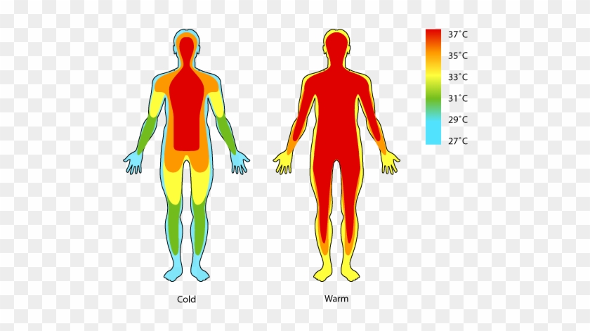 Body Temperature Clipart Cliparts Free Download Clip - Core Body Temperature #185467