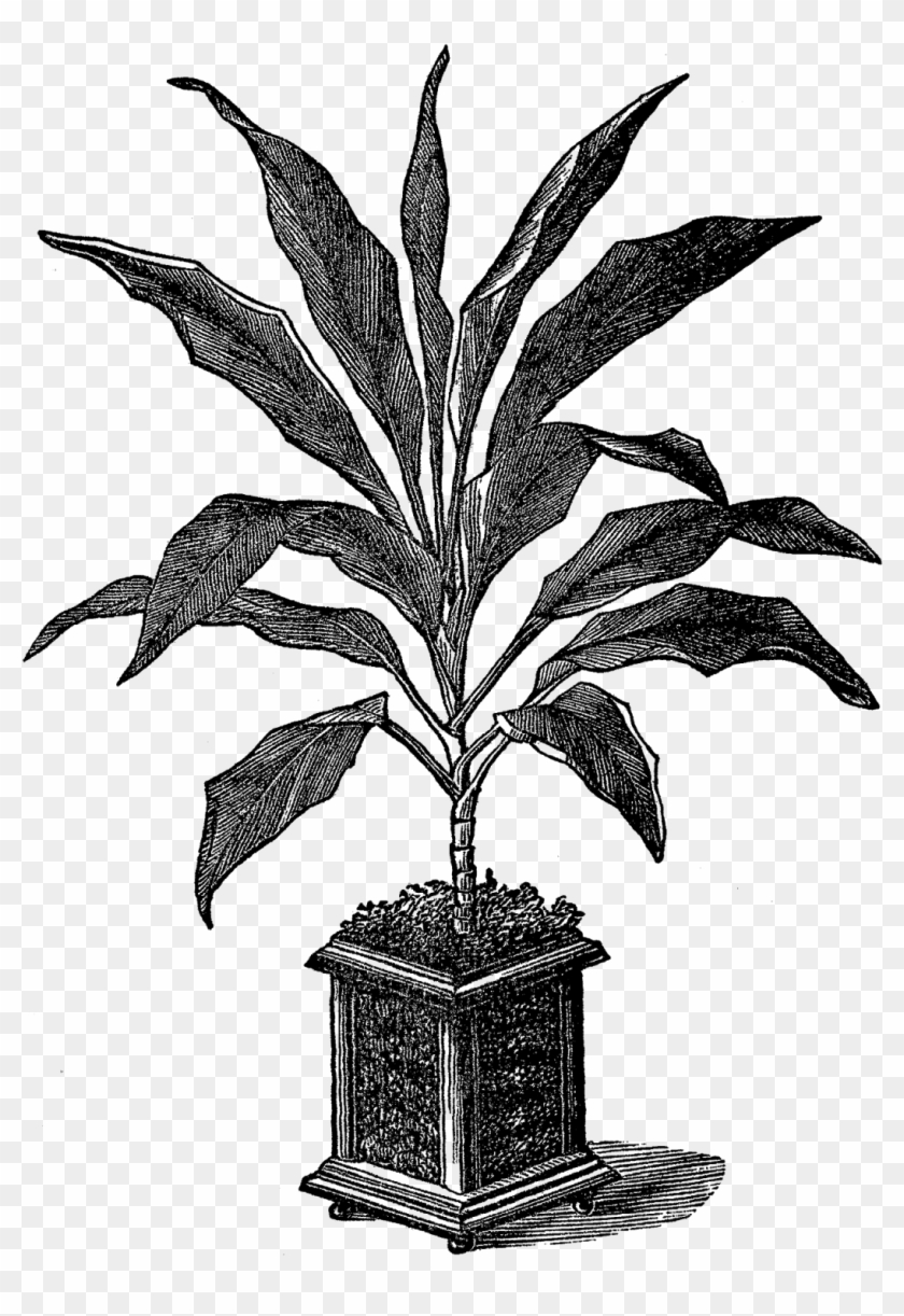 And, The Second Potted Plant Clip Art Is Of A Succulent - Download #185478