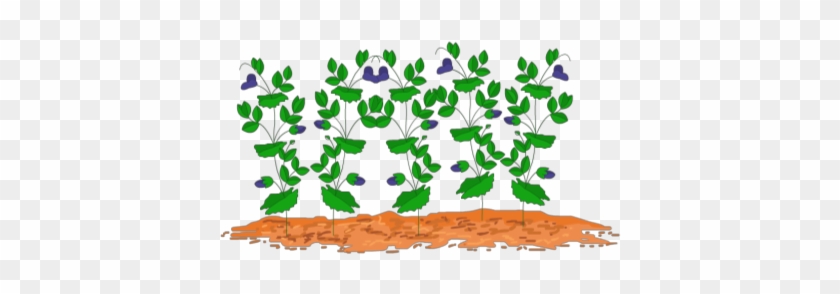 Pea Plants - Pea Plant Clipart #185480