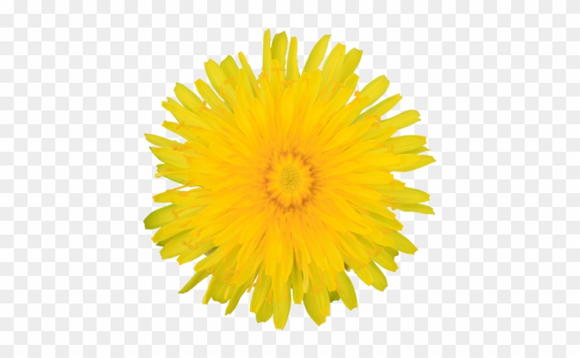 Dandelion Yellow Summer Flower Visible Center Layered - Dandelion Clipart No Background #185523