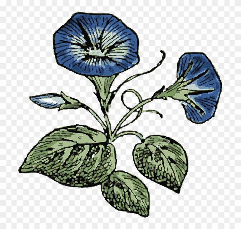 Flower, Flowers, Plant, Morning, Glory, Nature - Morning Glory Flower Vector #185618