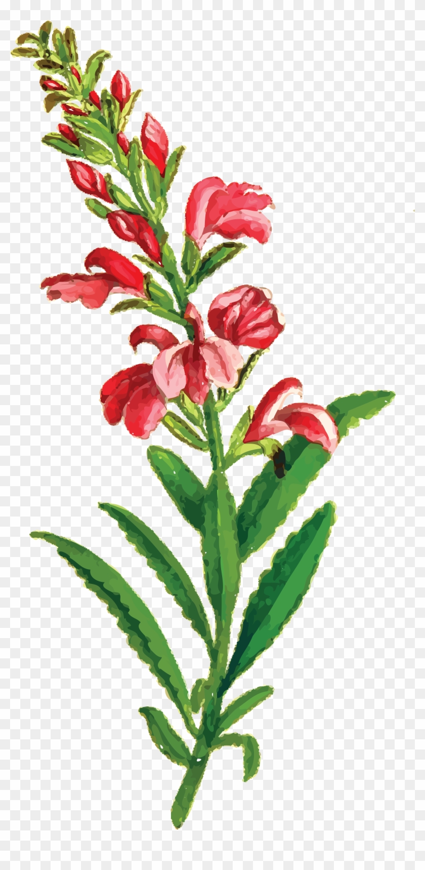 Free Clipart Of A Flowering Plant - Vintage Blumenhochzeit Uawg-karten Postkarte #185646