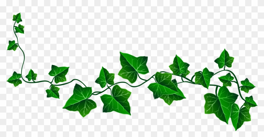 Vine - Ivy Clipart #185770