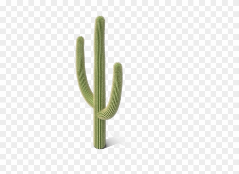 Saguaro Cactus Png Image - Cactus Png #1063950