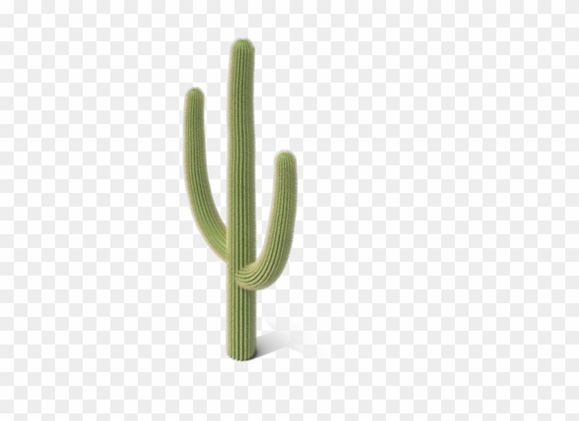 Cactus, Desenho, Saguaro png transparente grátis