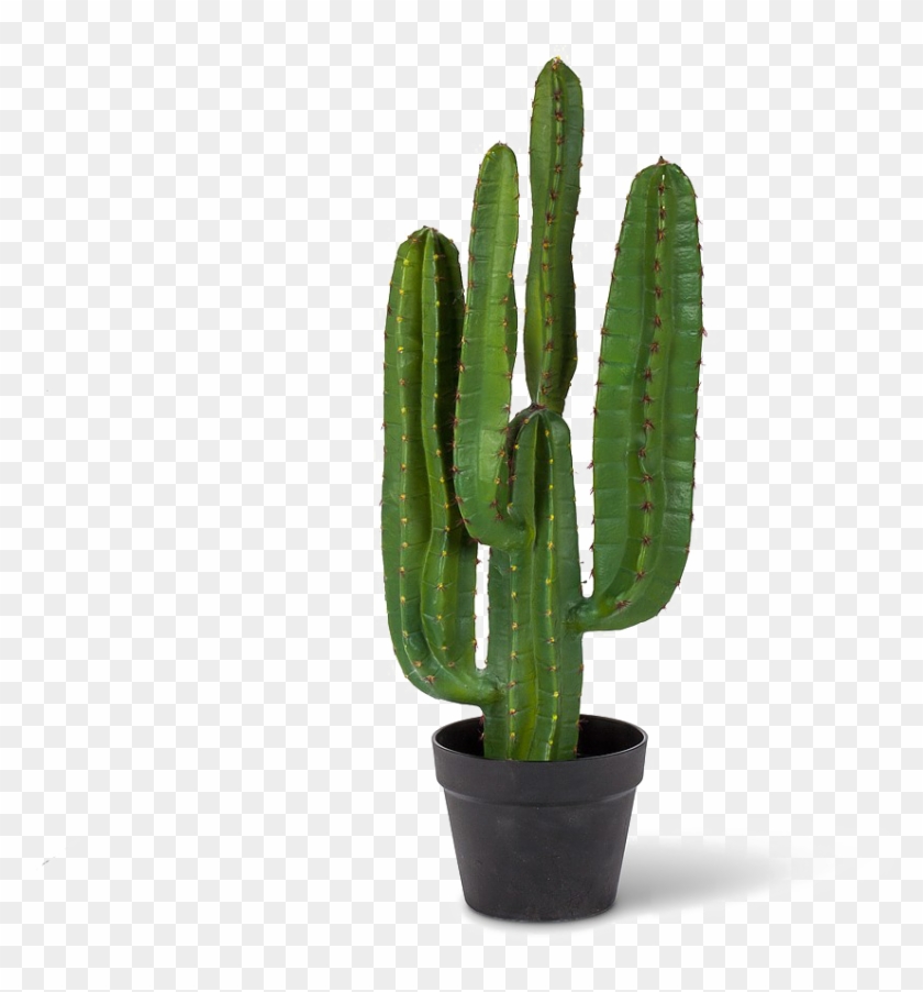 Saguaro Cactus Png Pic - Saguaro Cactus Png #1063959