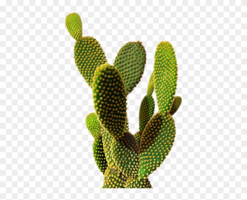 Cactus Png Transparent Image - Cactus Transparent #1063980
