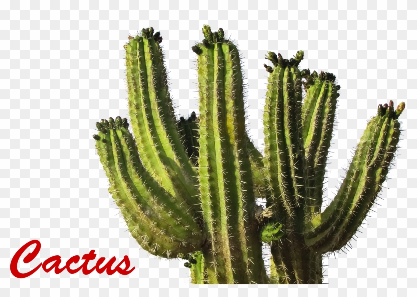 Cactus Png Picture - Cactus Transparent Background #1064023