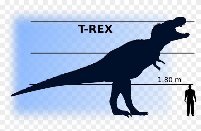 T-rex Vs Man - T Rex Compared To Man #1066334