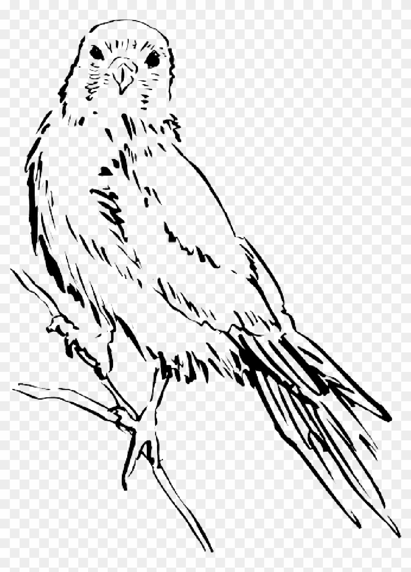Drawing, Bird, Wings, Animal, Staring, Feathers - Ibon Drawing #1067353