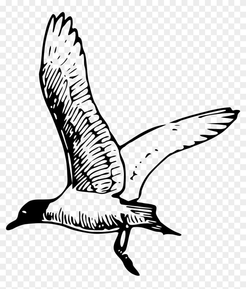 Gull - Gull #1067354