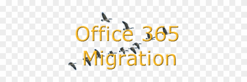 Office 365 Migration - Bird Migration #1067464