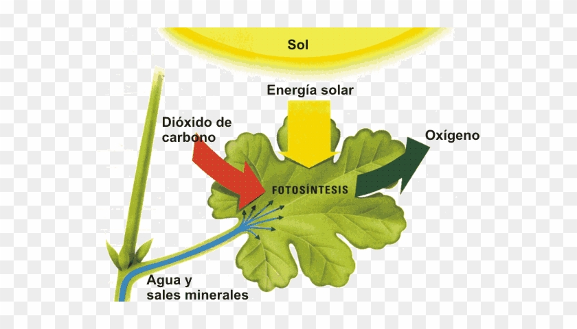 Introducción - Fotosintesis De Las Plantas #1068053