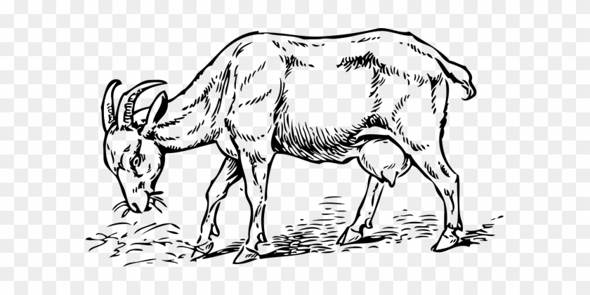 Goat Eating Animal Mammal Meadow Horn Graz - Goat Clip Art #1068145