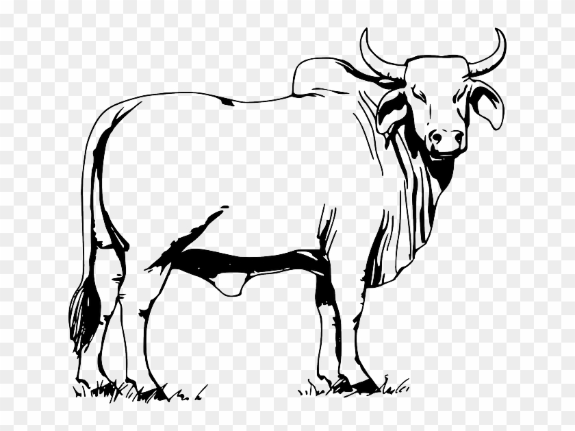 Grazing Drawing, Grass, Bull, Standing, Horns, Animal, - Bull Clipart Black And White #1068153