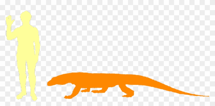 Komodo Dragons Are Carnivores - Dragon Compared To A Human #1068157
