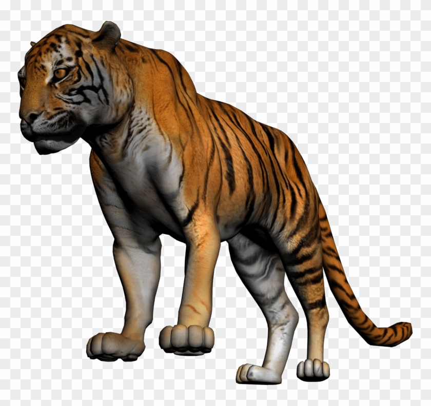 Tiger Whole Body #1068423