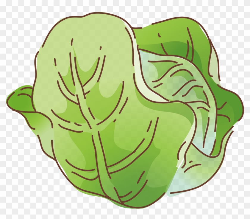 Vegetable Cartoon Cabbage Illustration - Cabbage Cartoon #1068602