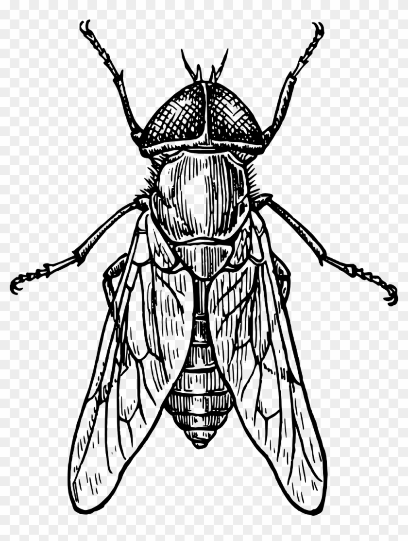 Mosca, Escarabajo, Insecto, Alas, Insectos, Tábano - Insect Black And White #1068939