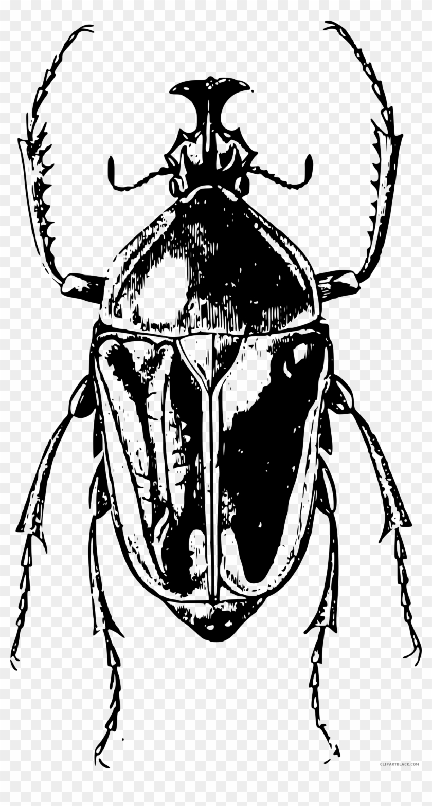 Black And White Bug Animal Free Black White Clipart - Beetle #1068996
