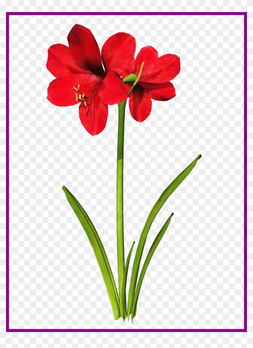 Awesome Amaryllis Flower Tattoo Clip Art Pic For Vector - Amaryllis Clip Art #1069221