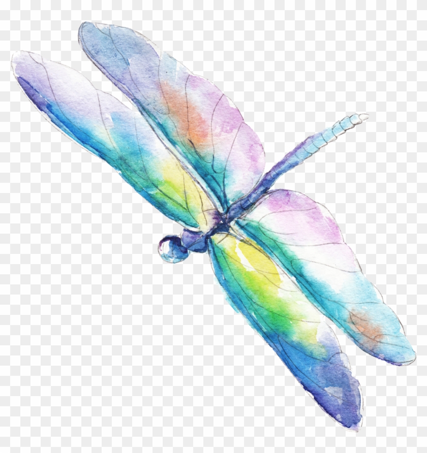 Home - Water Color Dragonflies Vector #1069935