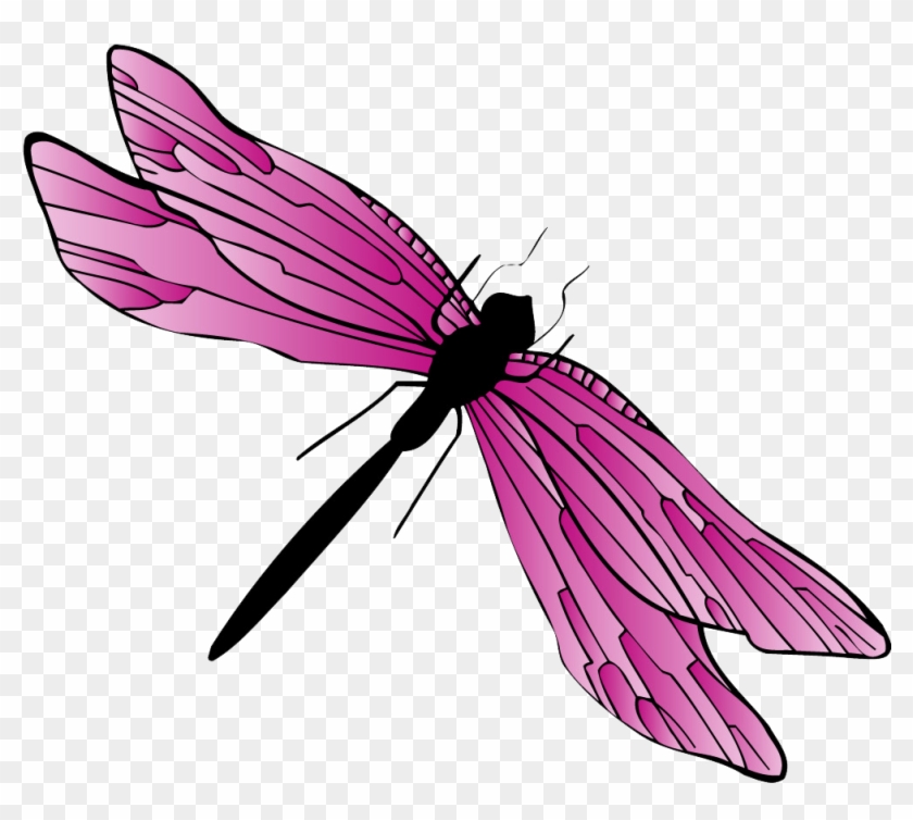 Dragonfly #1069962