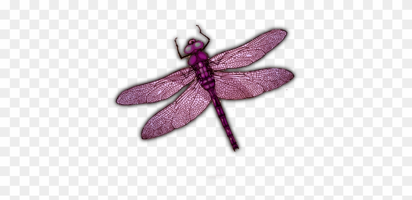 Well There I Go And Here Is A Keplification Of Dragonfly - Dragonfly #1069986