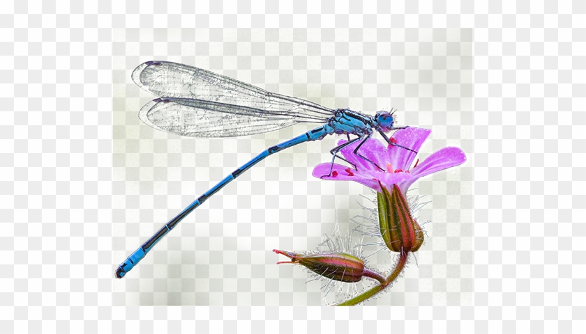 The Story Of The Dragonfly - Coenagrion #1070019