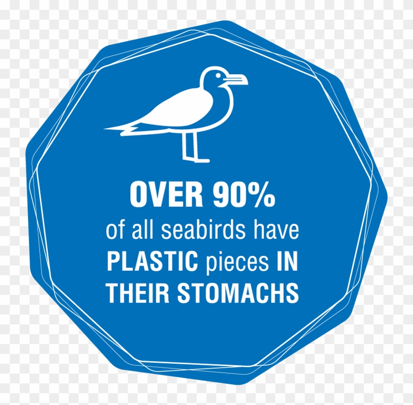 Over 90% Of All Seabirds Have Plastic Pieces In Their - Plastic Ocean Facts #1070138