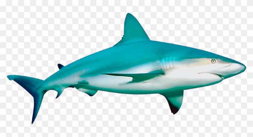 Profile Image - Vertebrates Animals Fish Shark #1070152
