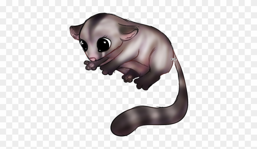 Sugar Glider X Panda - Possum #1070587