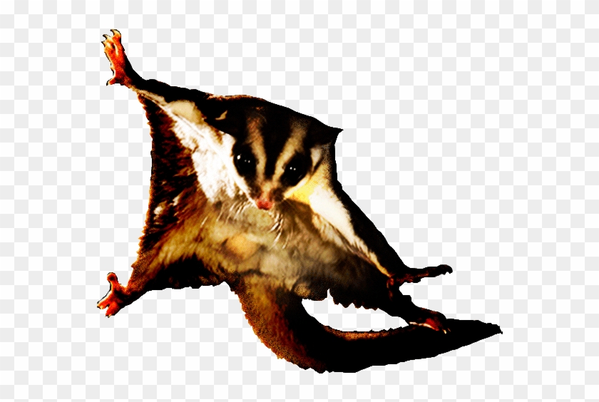 Sablon Kaos Sugar Glider Make Me Happy You, Not So - Campbell Biology: Australian 9th Edition By Jane Reece #1070630