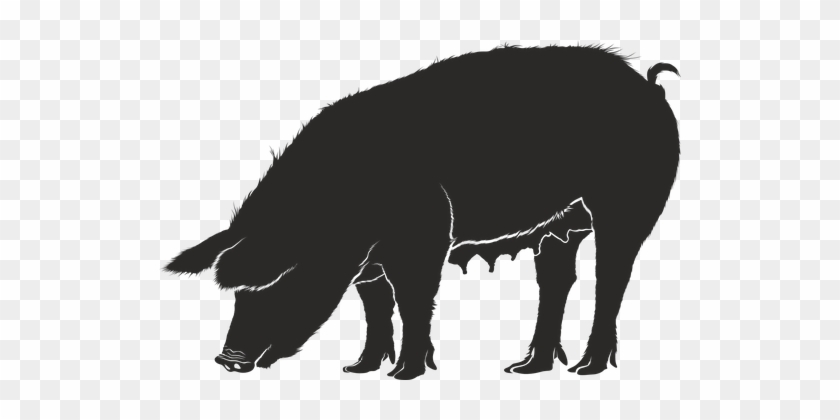 Pig Pork Sow Black Animal Silhouette Shado - Pig Silhouette Vector #1071106