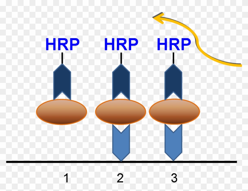 Synopsis Of Elisa Protocol - Graphic Design #1071200