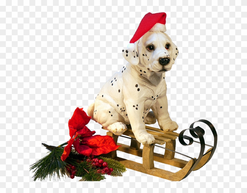 Isolated, Dog On Sledge, Christmas, Winter - Christmas Dog Transparent Png #1071386