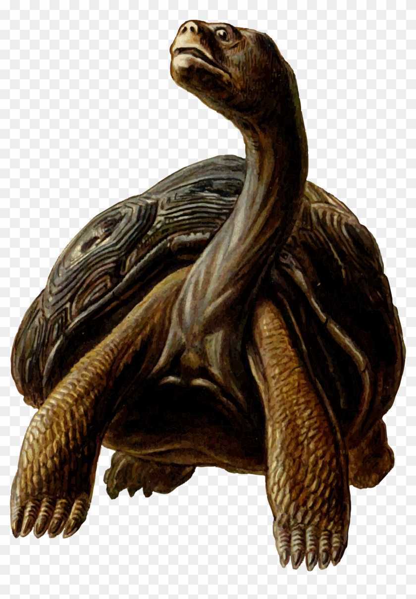 Prehistoric Tortoise Clipart Transparent Png - Turtles With Long Necks #1071888