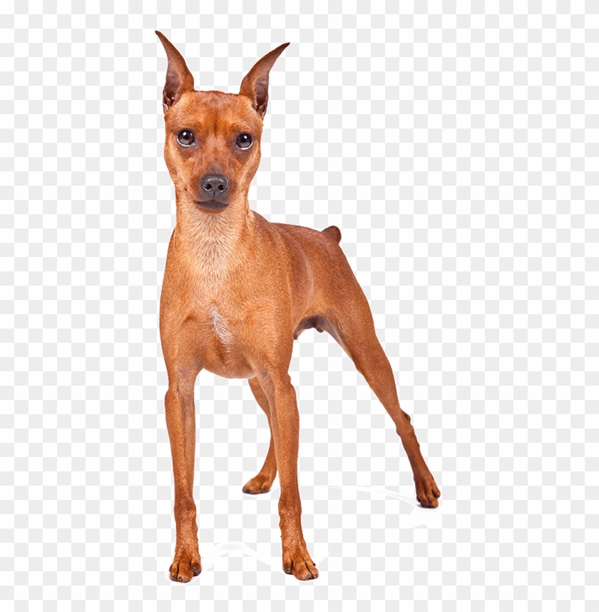 A Miniature Pinscher - Cane Simile Al Pinscher #1072198