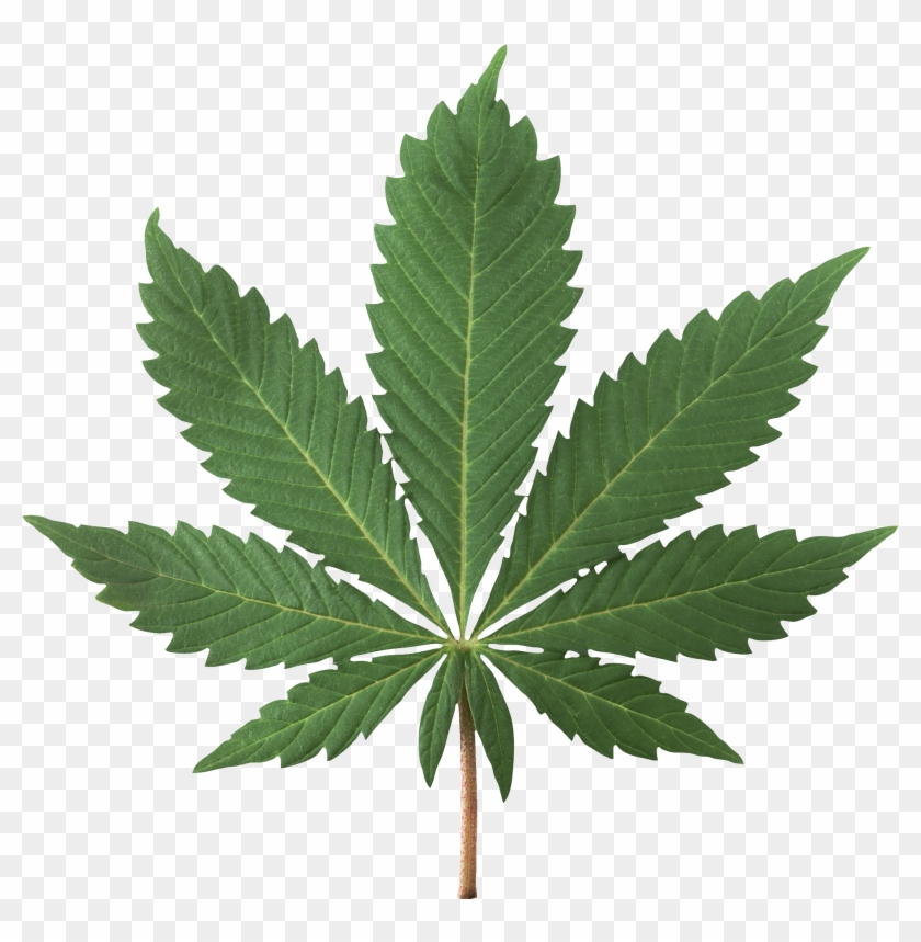 Best Free Cannabis Icon Clipart - Pot Politics: Marijuana And The Costs Of Prohibition #1072763