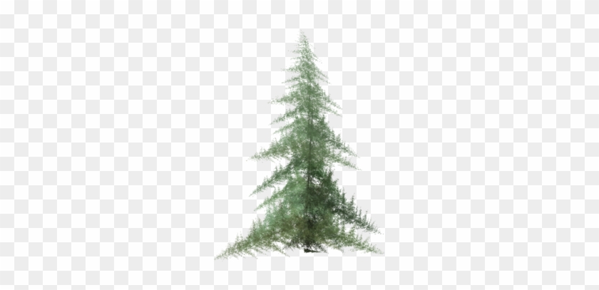 180 × 240 Pixels - Watercolor Pine Tree Png #1072903