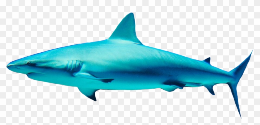 Shark Png - Shark Png #1072907