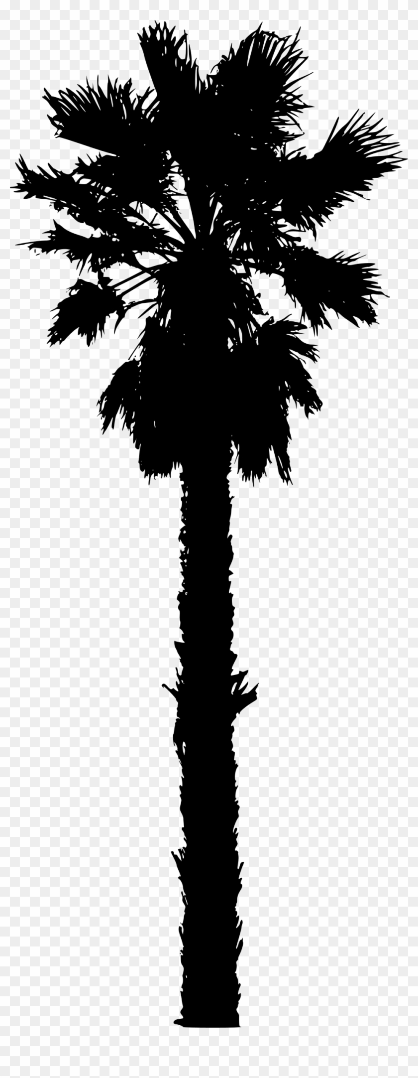Robusta - California Palm Trees Vector #1072945